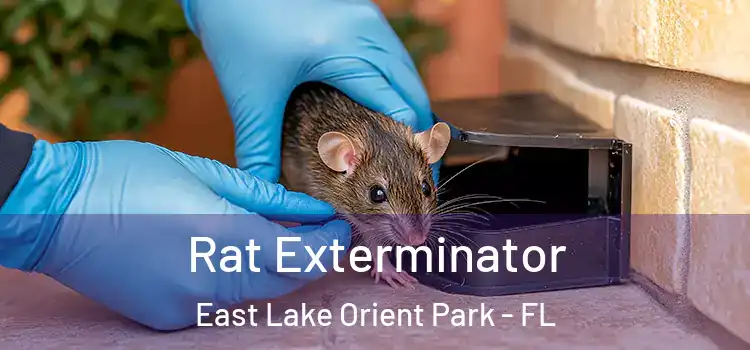  Rat Exterminator East Lake Orient Park - FL
