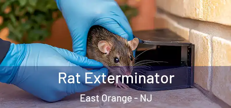 Rat Exterminator East Orange - NJ