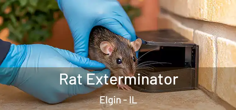  Rat Exterminator Elgin - IL