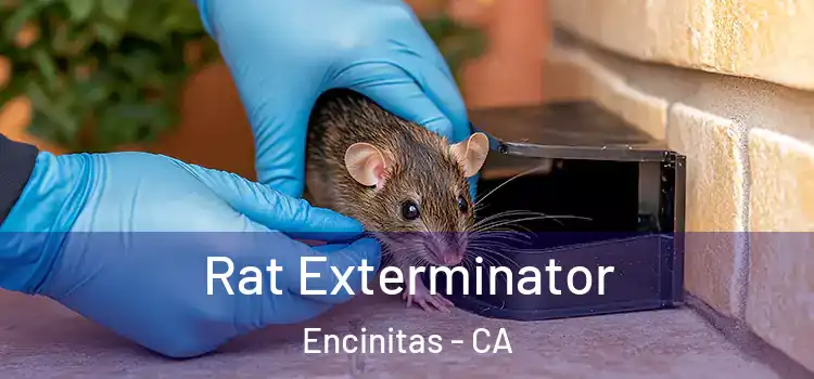 Rat Exterminator Encinitas - CA