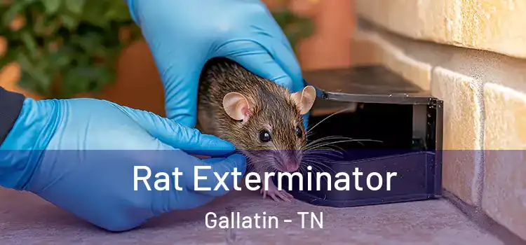 Rat Exterminator Gallatin - TN