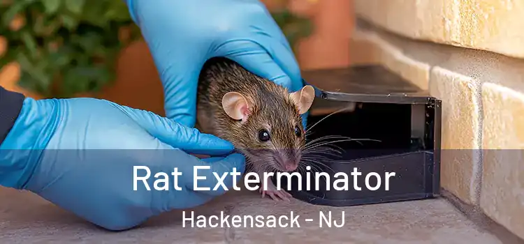 Rat Exterminator Hackensack - NJ
