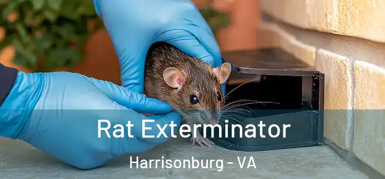 Rat Exterminator Harrisonburg - VA