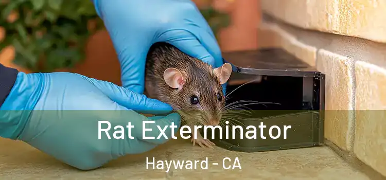  Rat Exterminator Hayward - CA