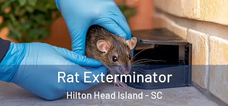 Rat Exterminator Hilton Head Island - SC
