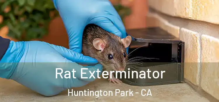 Rat Exterminator Huntington Park - CA