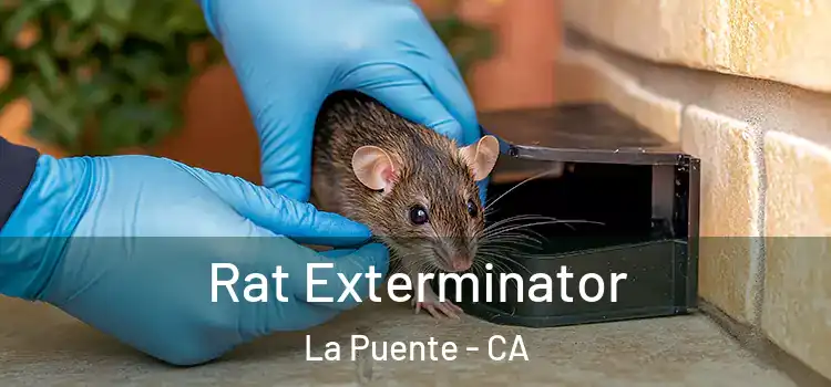  Rat Exterminator La Puente - CA