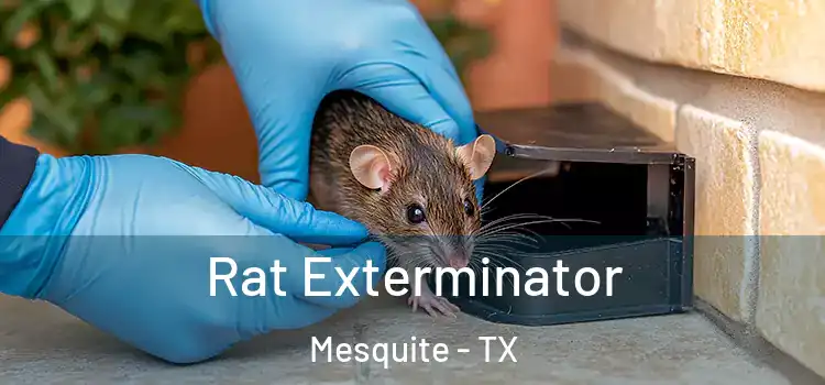 Rat Exterminator Mesquite - TX