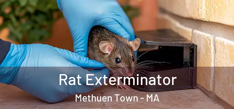 Rat Exterminator Methuen Town - MA