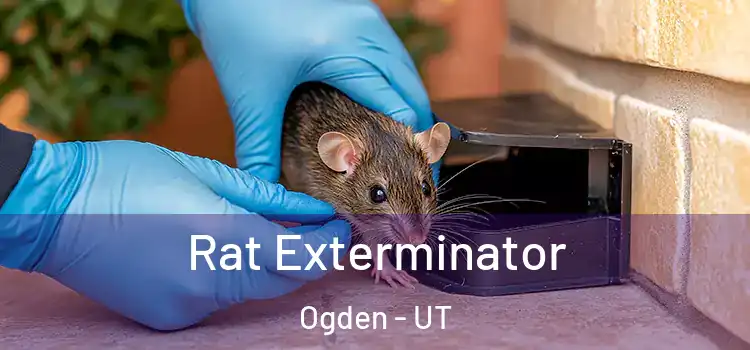  Rat Exterminator Ogden - UT
