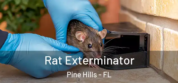  Rat Exterminator Pine Hills - FL