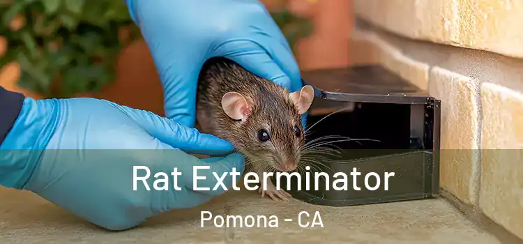  Rat Exterminator Pomona - CA