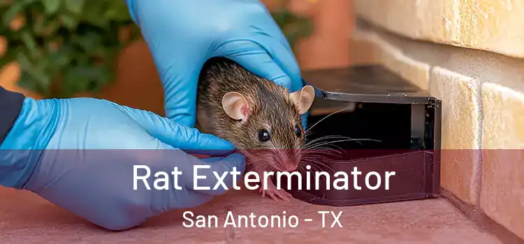 Rat Exterminator San Antonio - TX