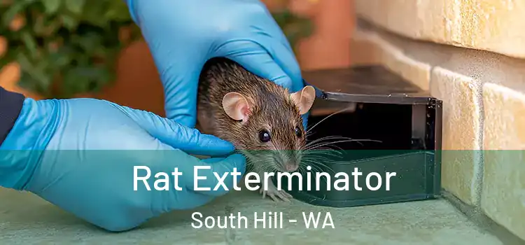  Rat Exterminator South Hill - WA