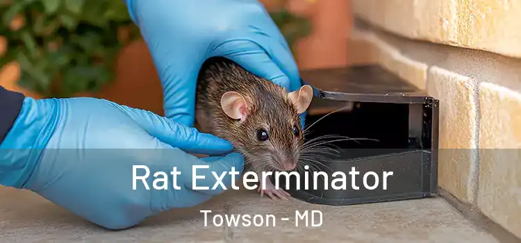 Rat Exterminator Towson - MD