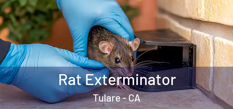  Rat Exterminator Tulare - CA