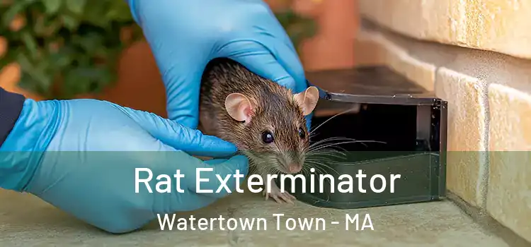 Rat Exterminator Watertown Town - MA