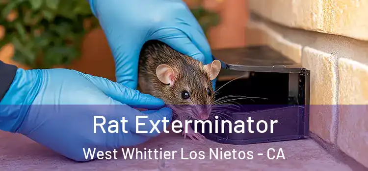 Rat Exterminator West Whittier Los Nietos - CA