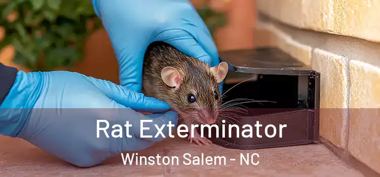  Rat Exterminator Winston Salem - NC