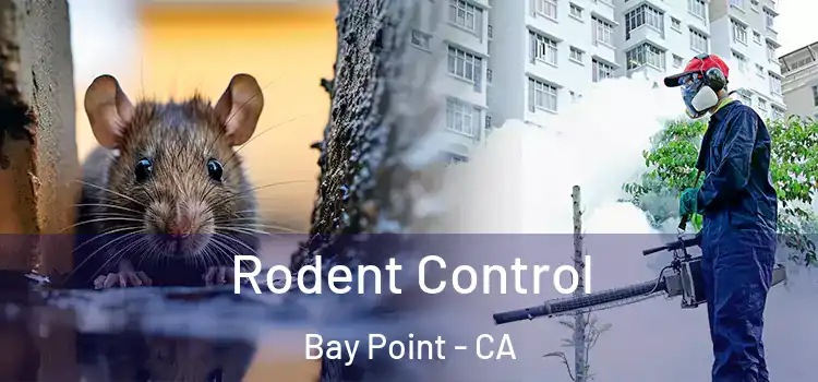  Rodent Control Bay Point - CA