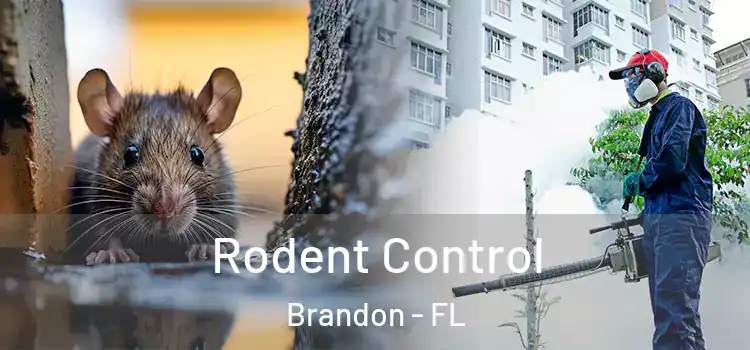 Rodent Control Brandon - FL