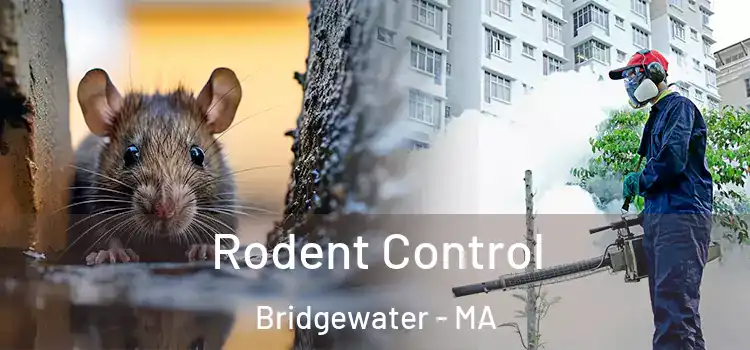  Rodent Control Bridgewater - MA