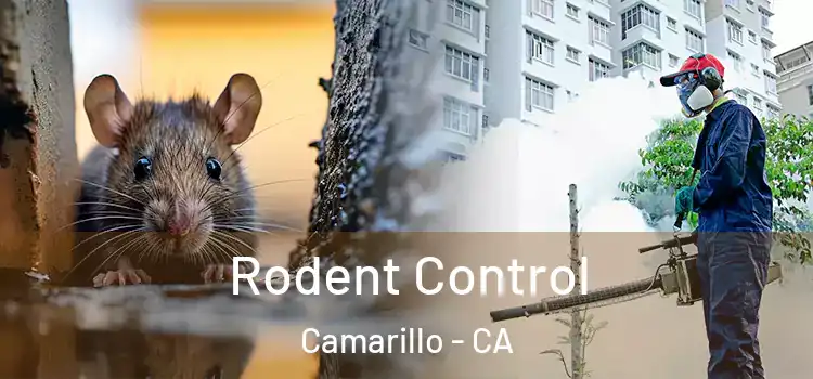  Rodent Control Camarillo - CA