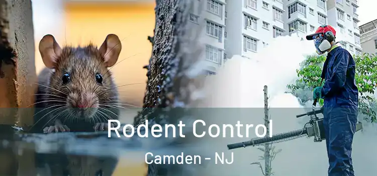 Rodent Control Camden - NJ