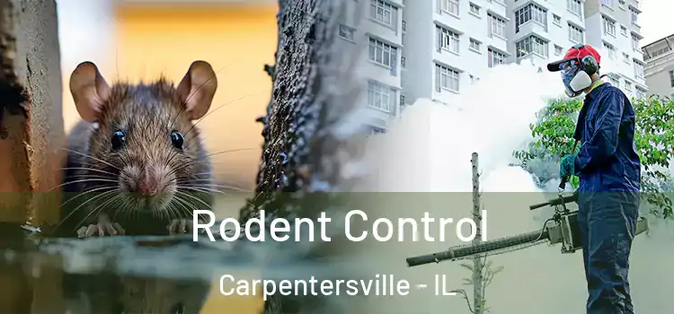 Rodent Control Carpentersville - IL