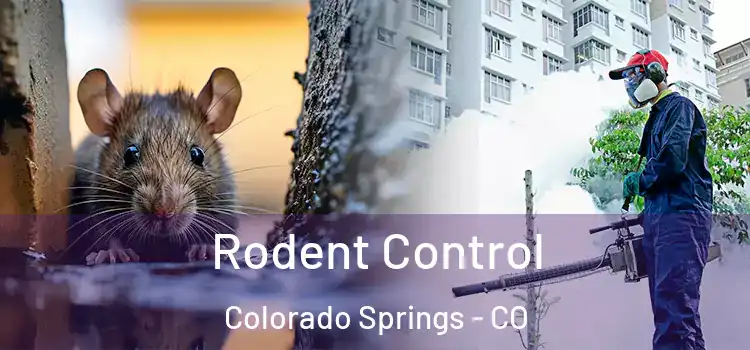 Rodent Control Colorado Springs - CO