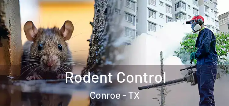 Rodent Control Conroe - TX