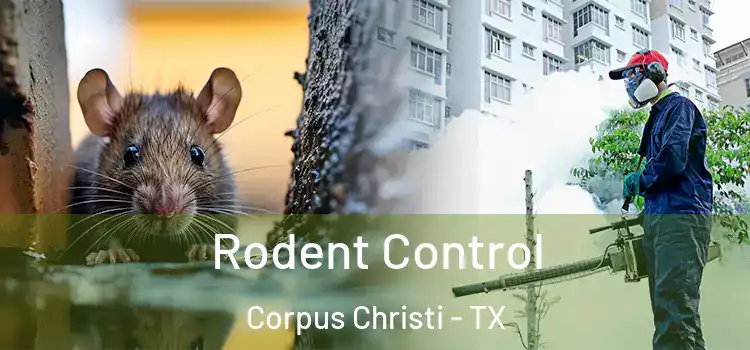 Rodent Control Corpus Christi - TX