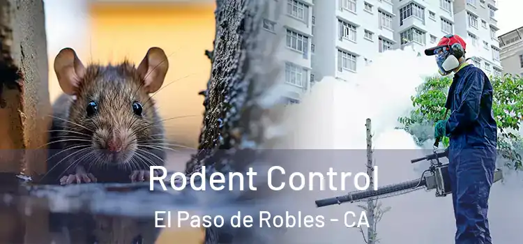 Rodent Control El Paso de Robles - CA