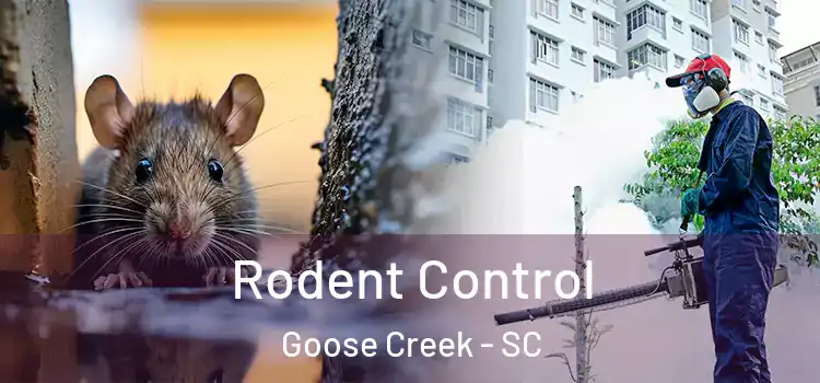 Rodent Control Goose Creek - SC