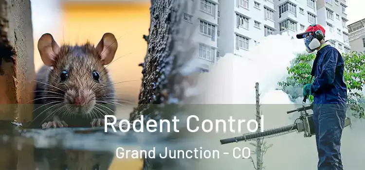 Rodent Control Grand Junction - CO