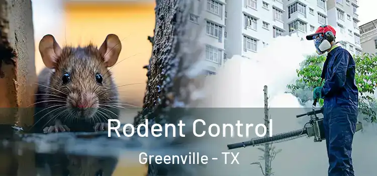Rodent Control Greenville - TX