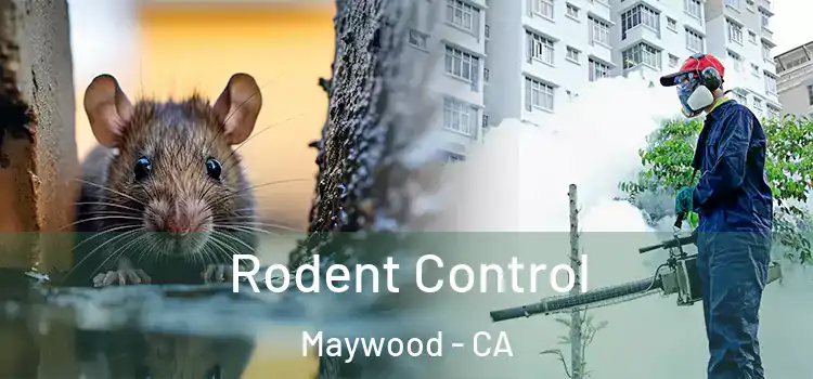  Rodent Control Maywood - CA