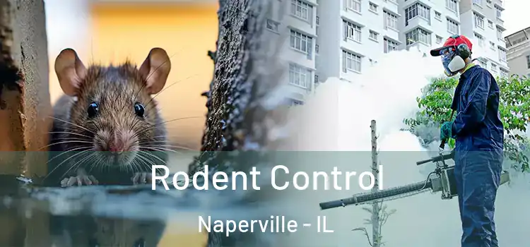 Rodent Control Naperville - IL