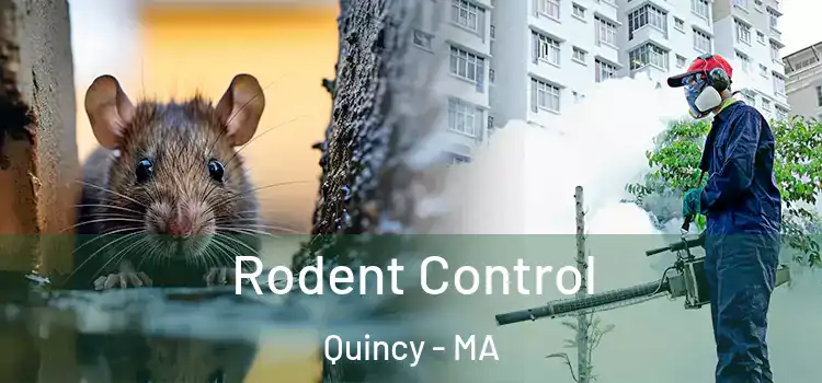 Rodent Control Quincy - MA