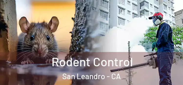 Rodent Control San Leandro - CA