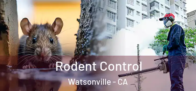  Rodent Control Watsonville - CA