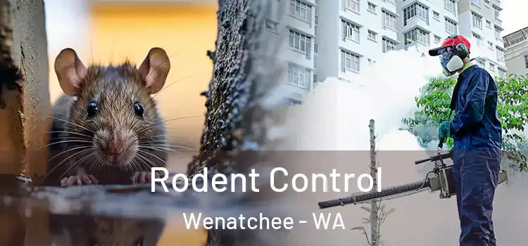  Rodent Control Wenatchee - WA