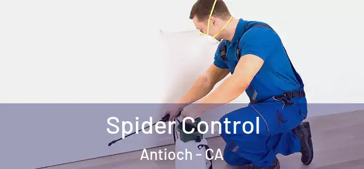  Spider Control Antioch - CA