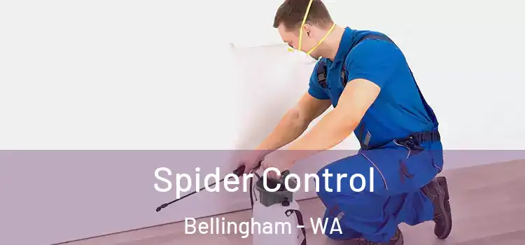 Spider Control Bellingham - WA