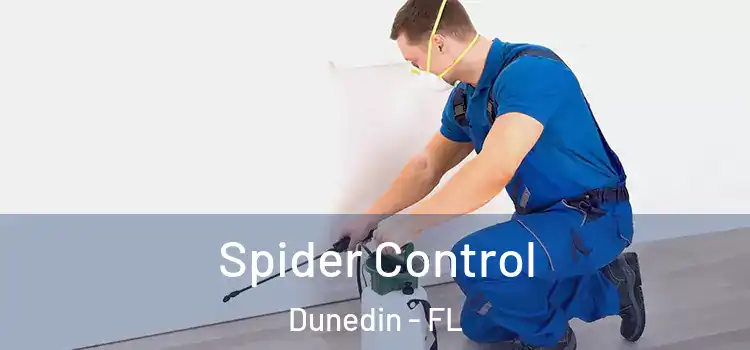  Spider Control Dunedin - FL