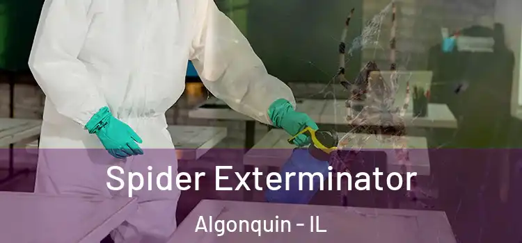  Spider Exterminator Algonquin - IL