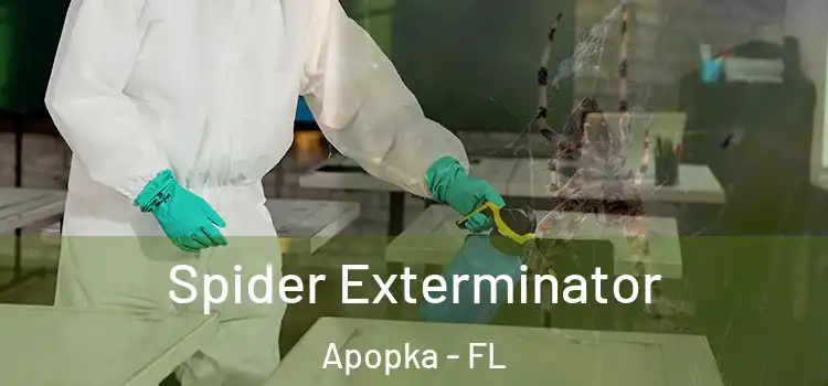Spider Exterminator Apopka - FL
