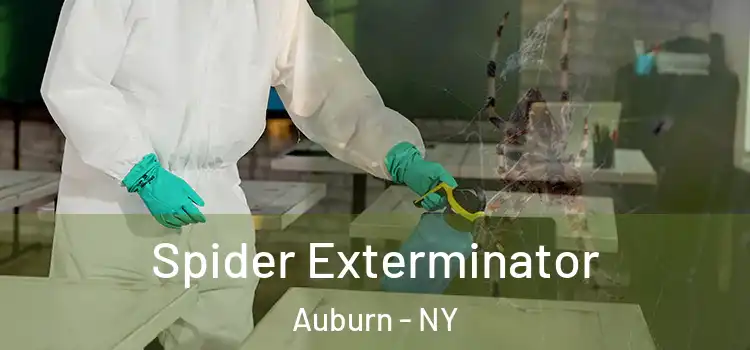  Spider Exterminator Auburn - NY