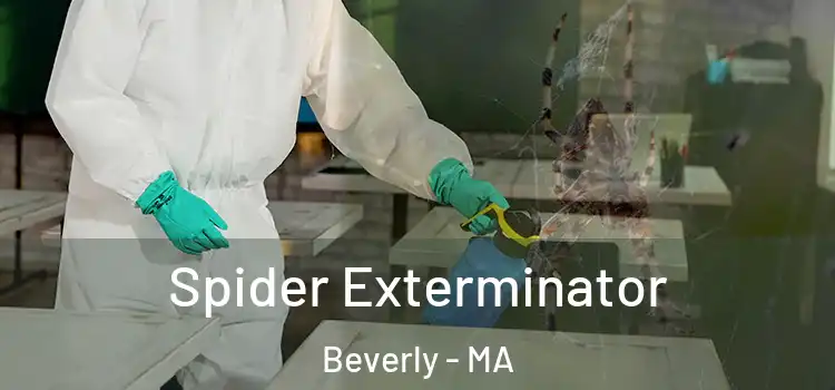  Spider Exterminator Beverly - MA