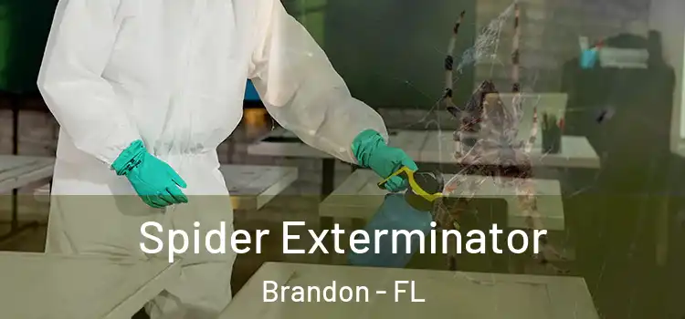 Spider Exterminator Brandon - FL